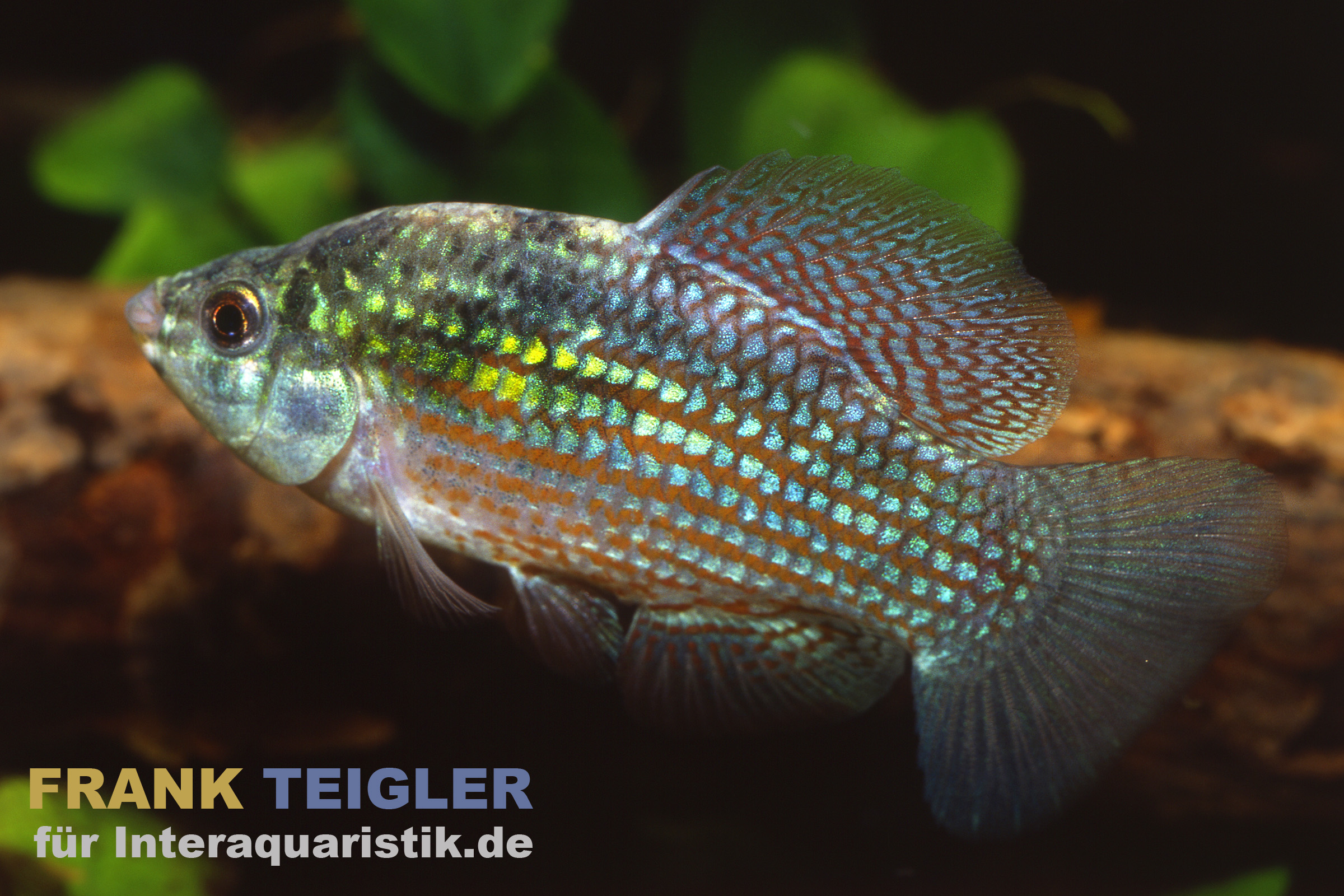 Florida-Flaggenkärpfling, Jordanella floridae (Kaltwasser & Warmwasser)